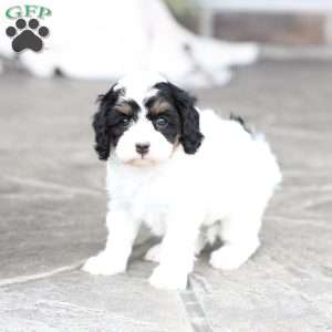 Rose, Cavapoo Puppy